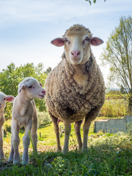 le mouton à 5 pattes